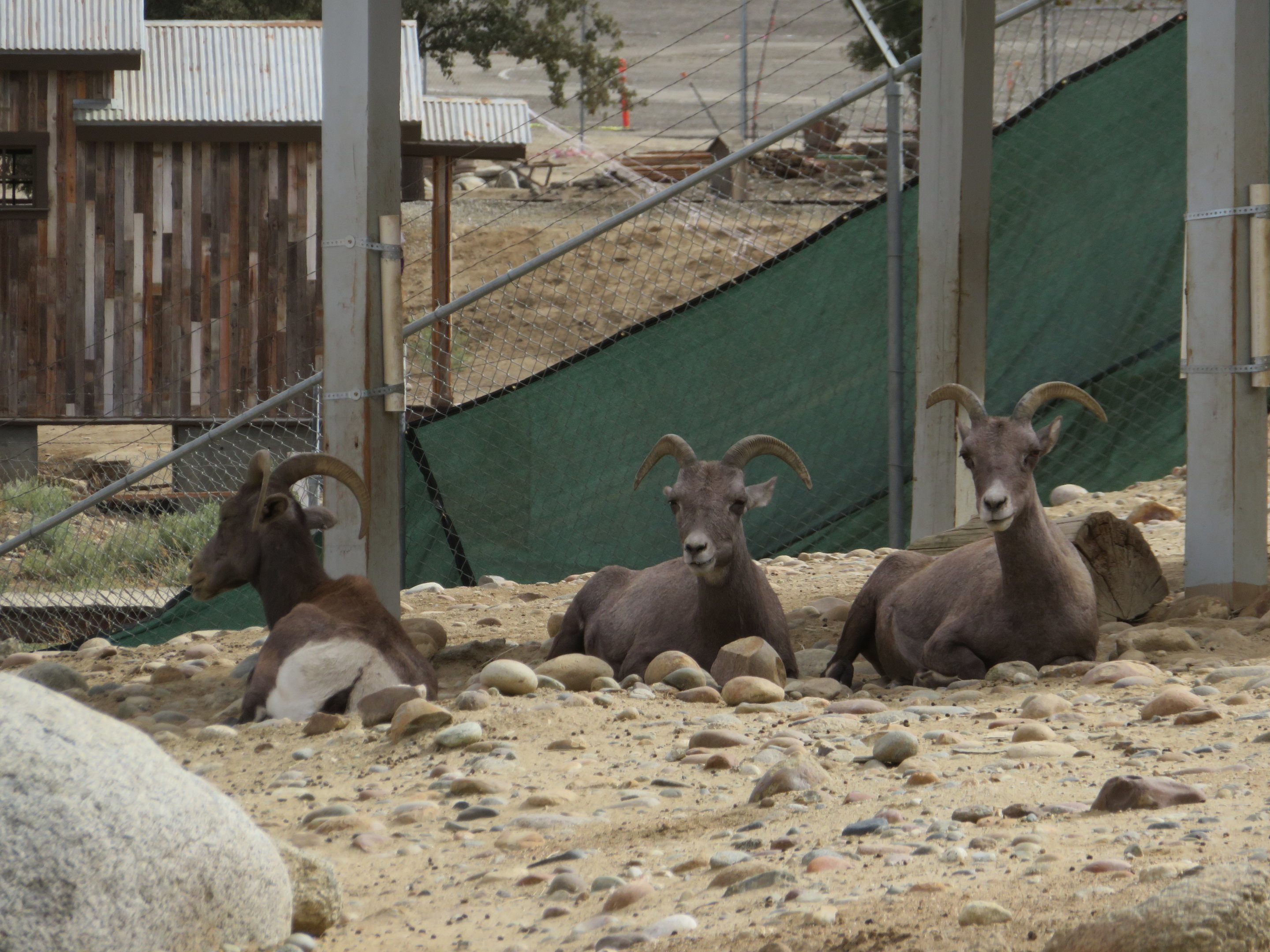 Desert Bighorn Sheep
