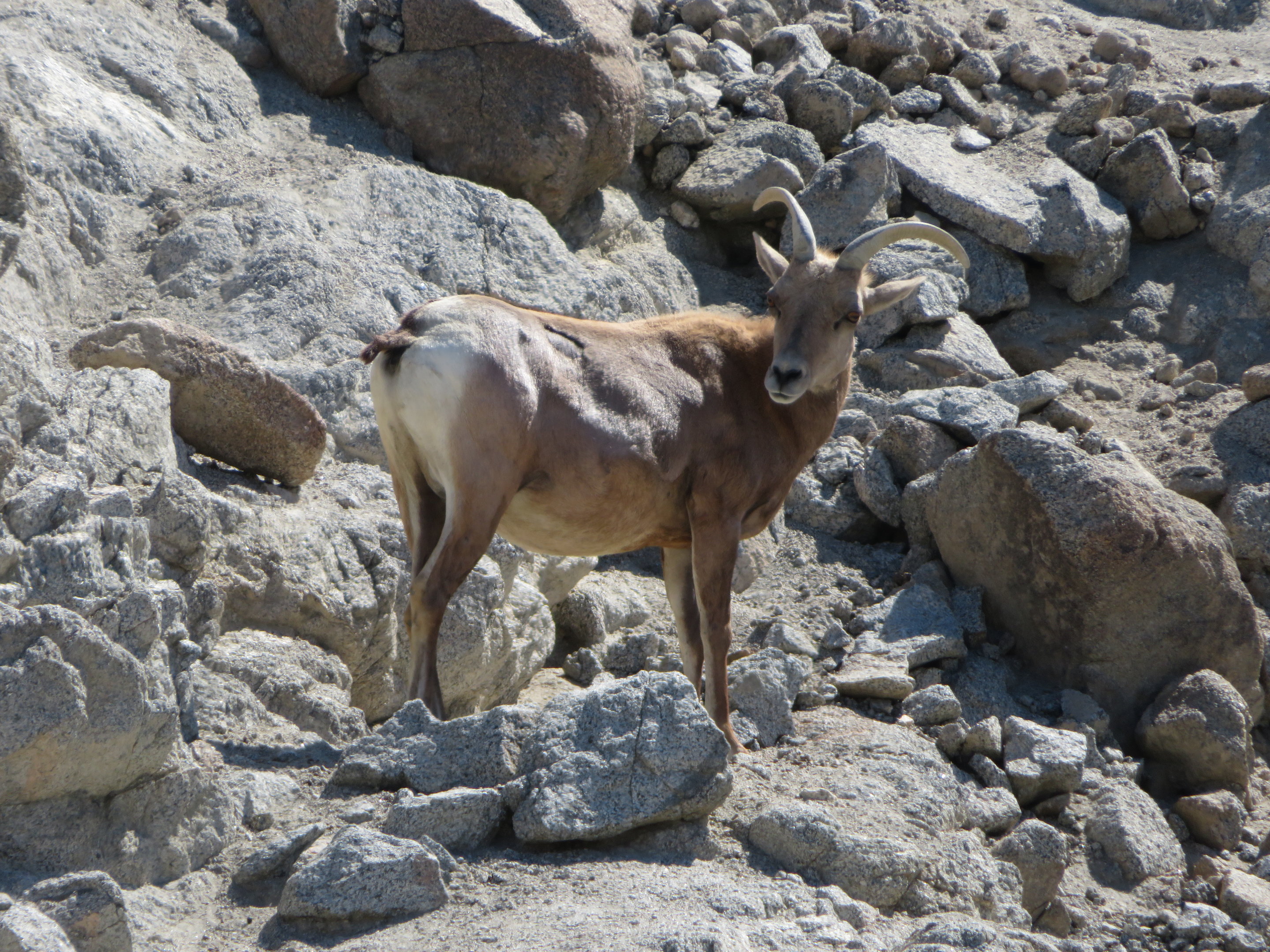 Desert Bighorn Sheep