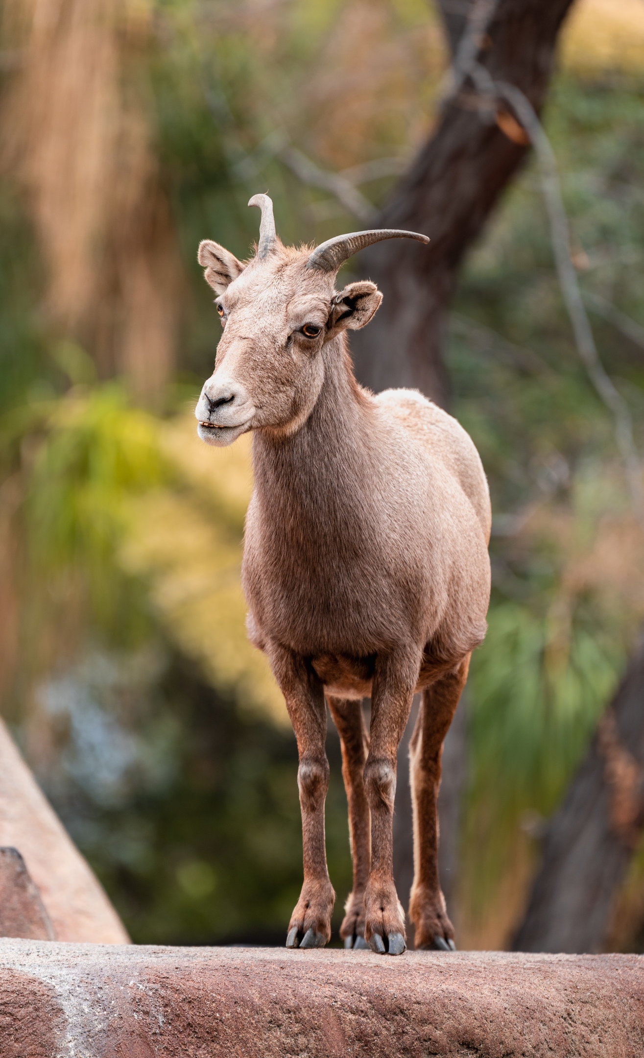 Desert Bighorn Sheep