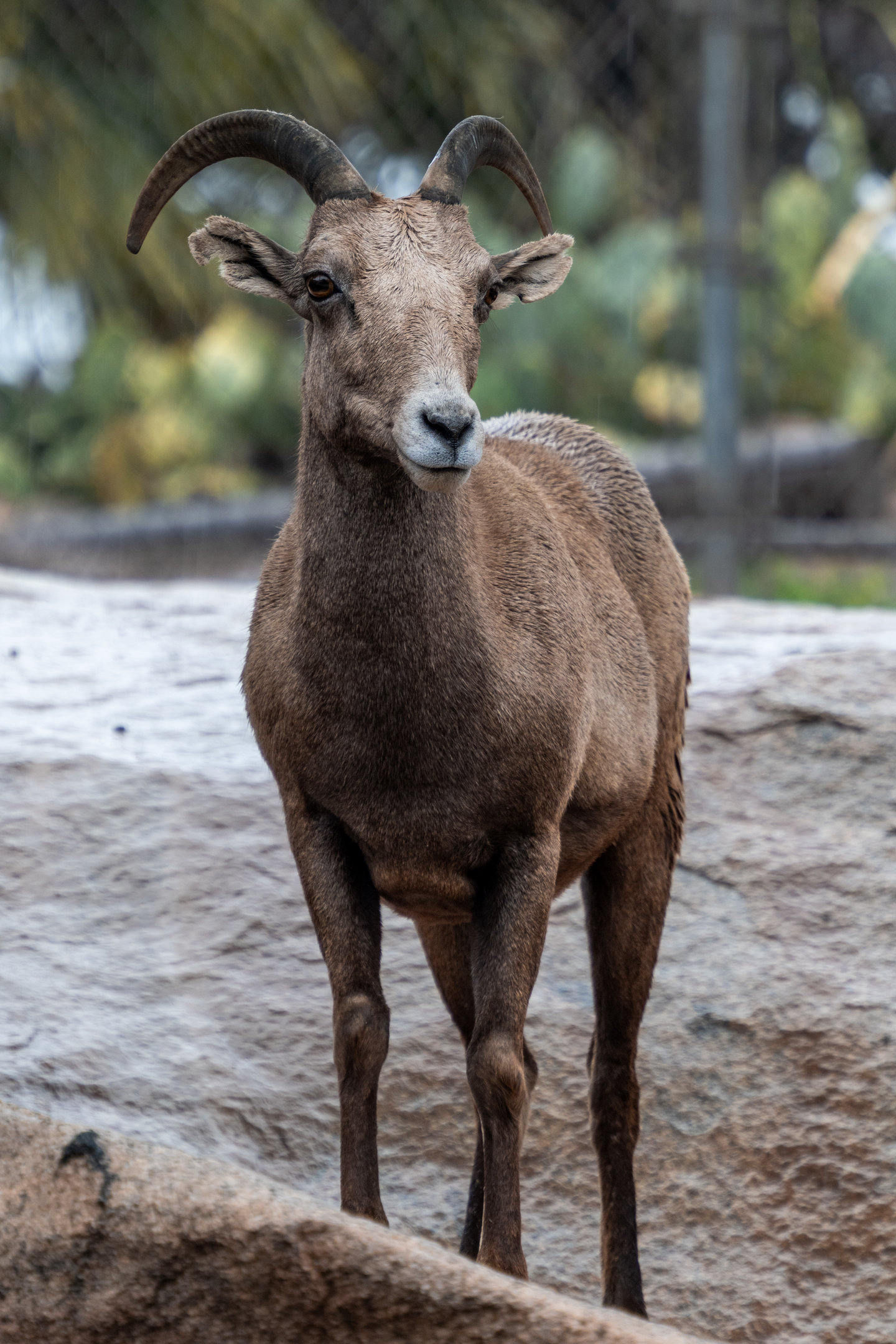 Desert Bighorn Sheep
