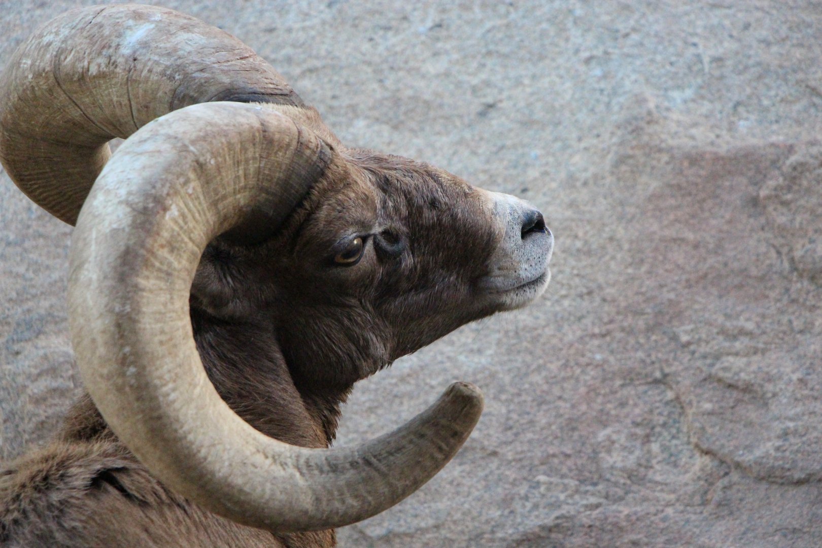 Desert Bighorn Sheep