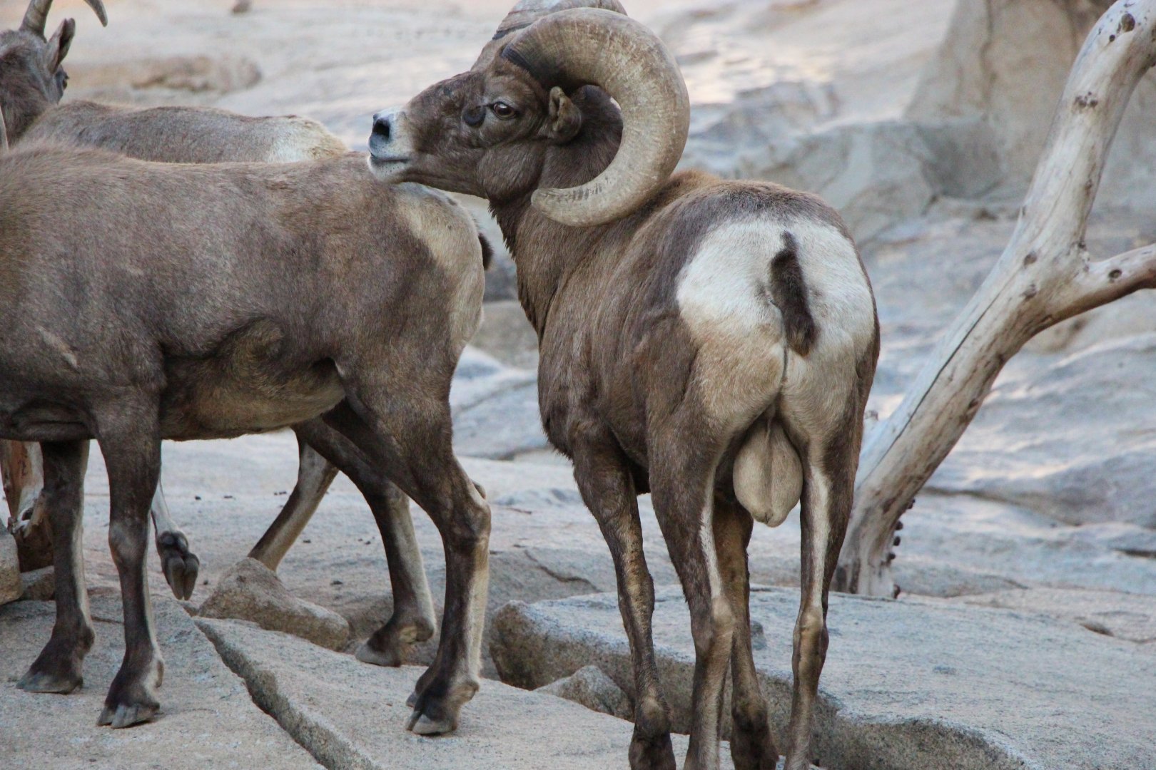 Desert Bighorn Sheep