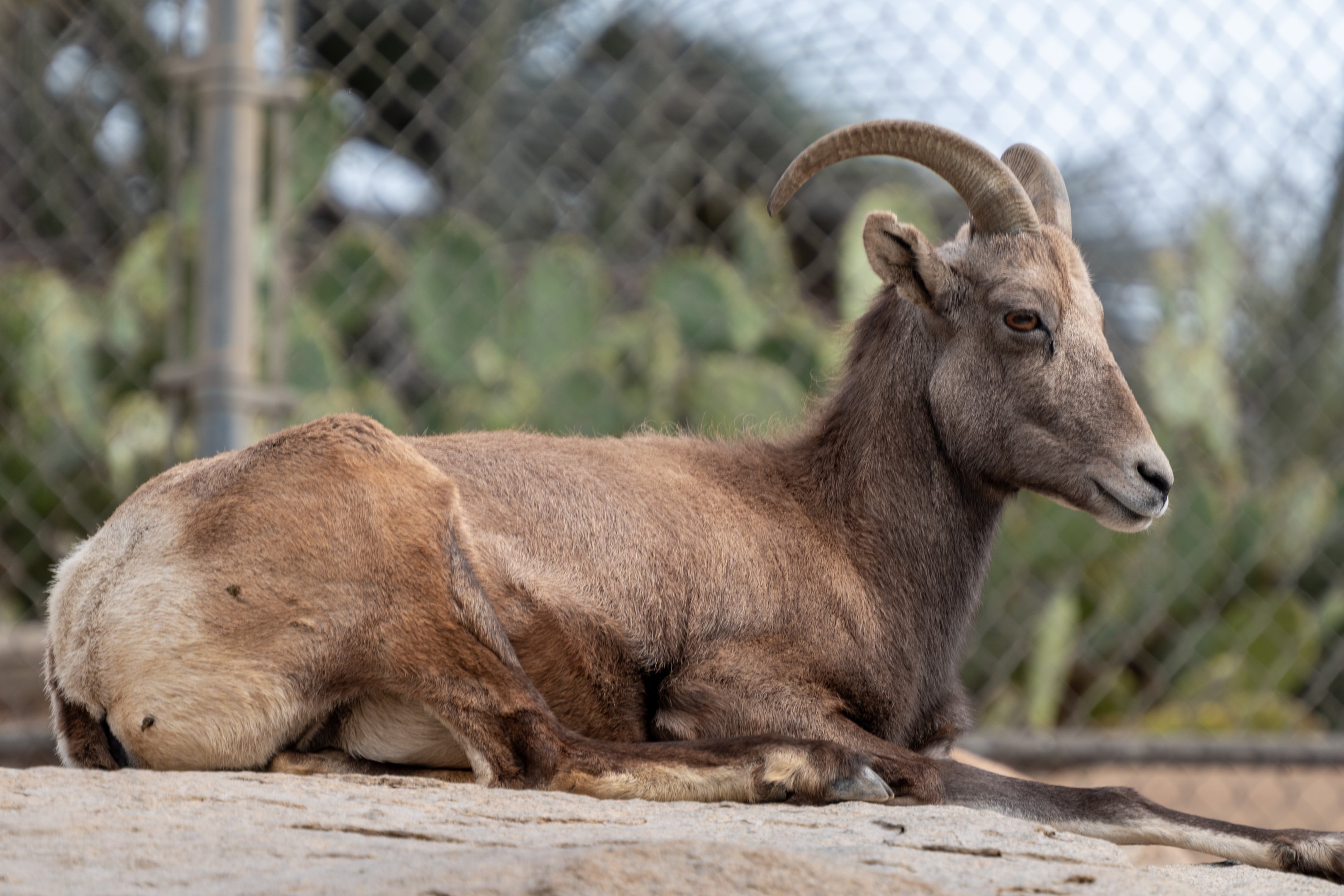 Desert Bighorn Sheep