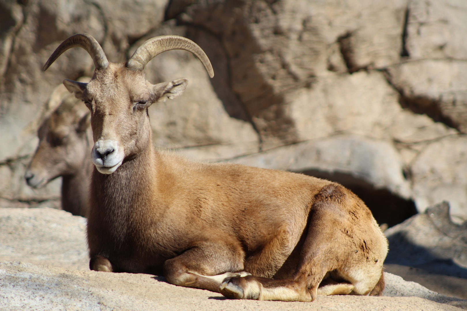 Desert Bighorn Sheep