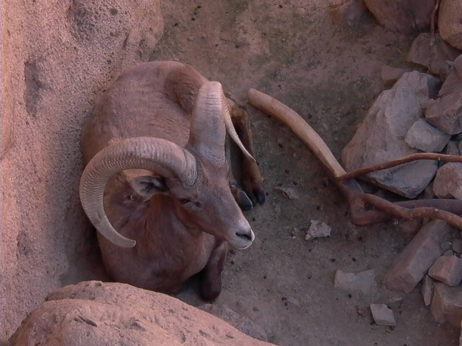 Desert Bighorn Sheep