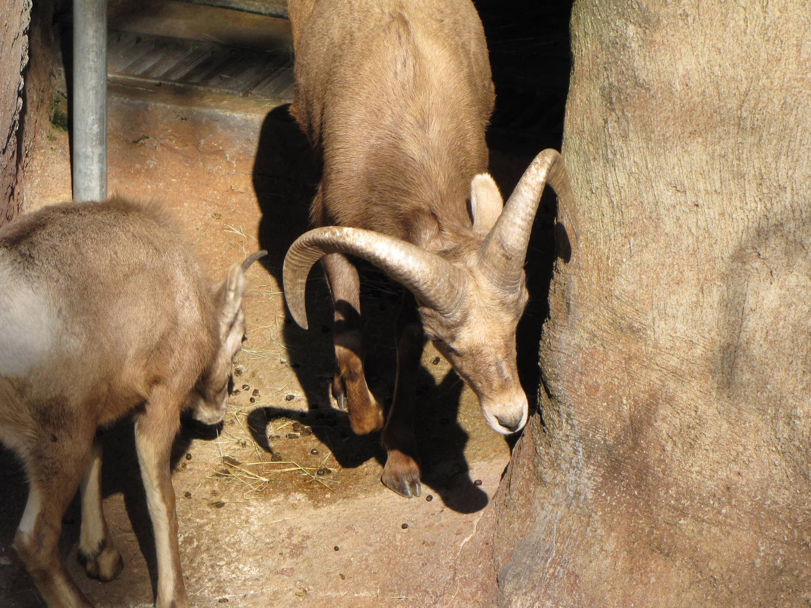 Desert Bighorn Sheep
