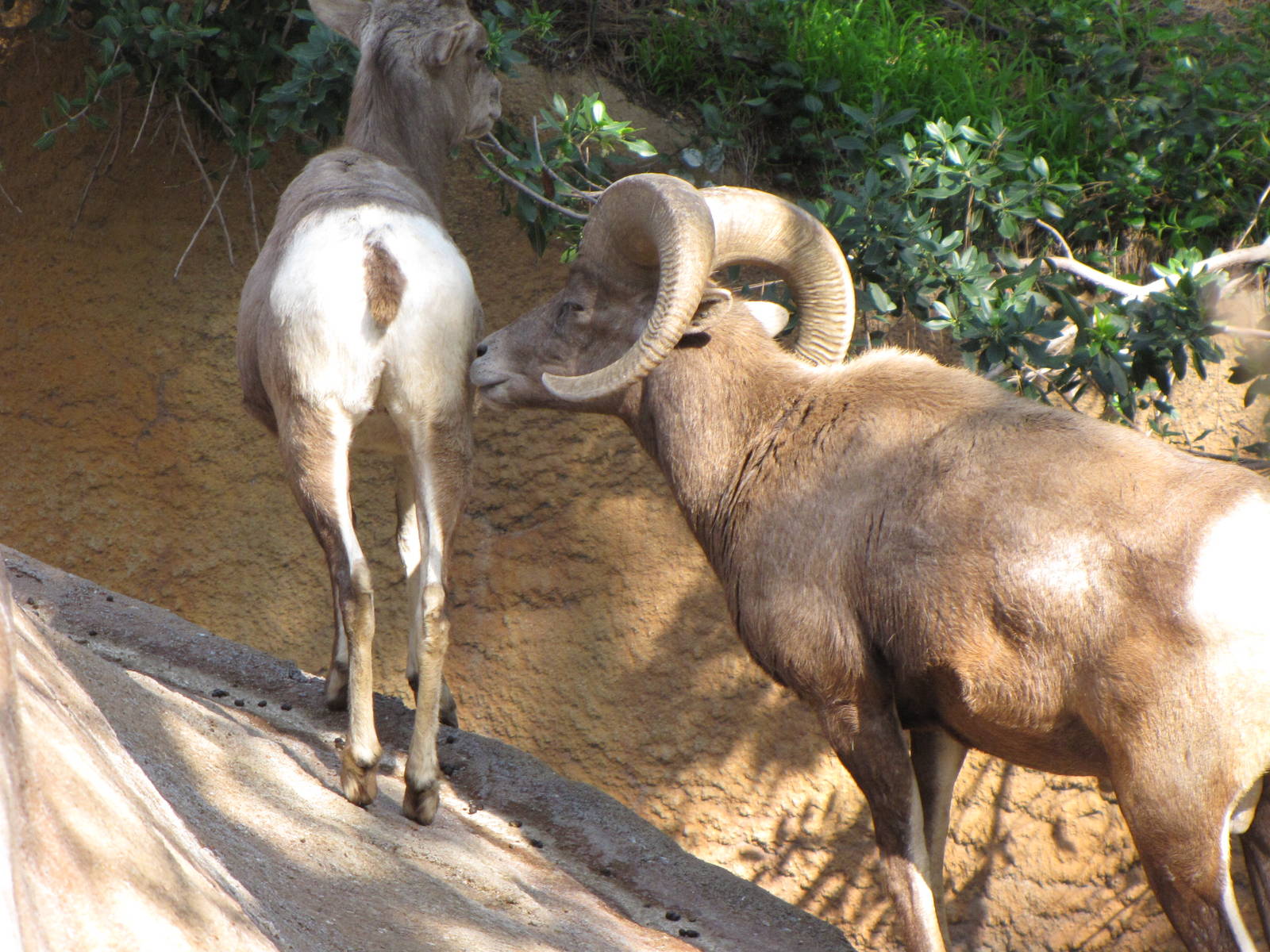 Desert Bighorn Sheep
