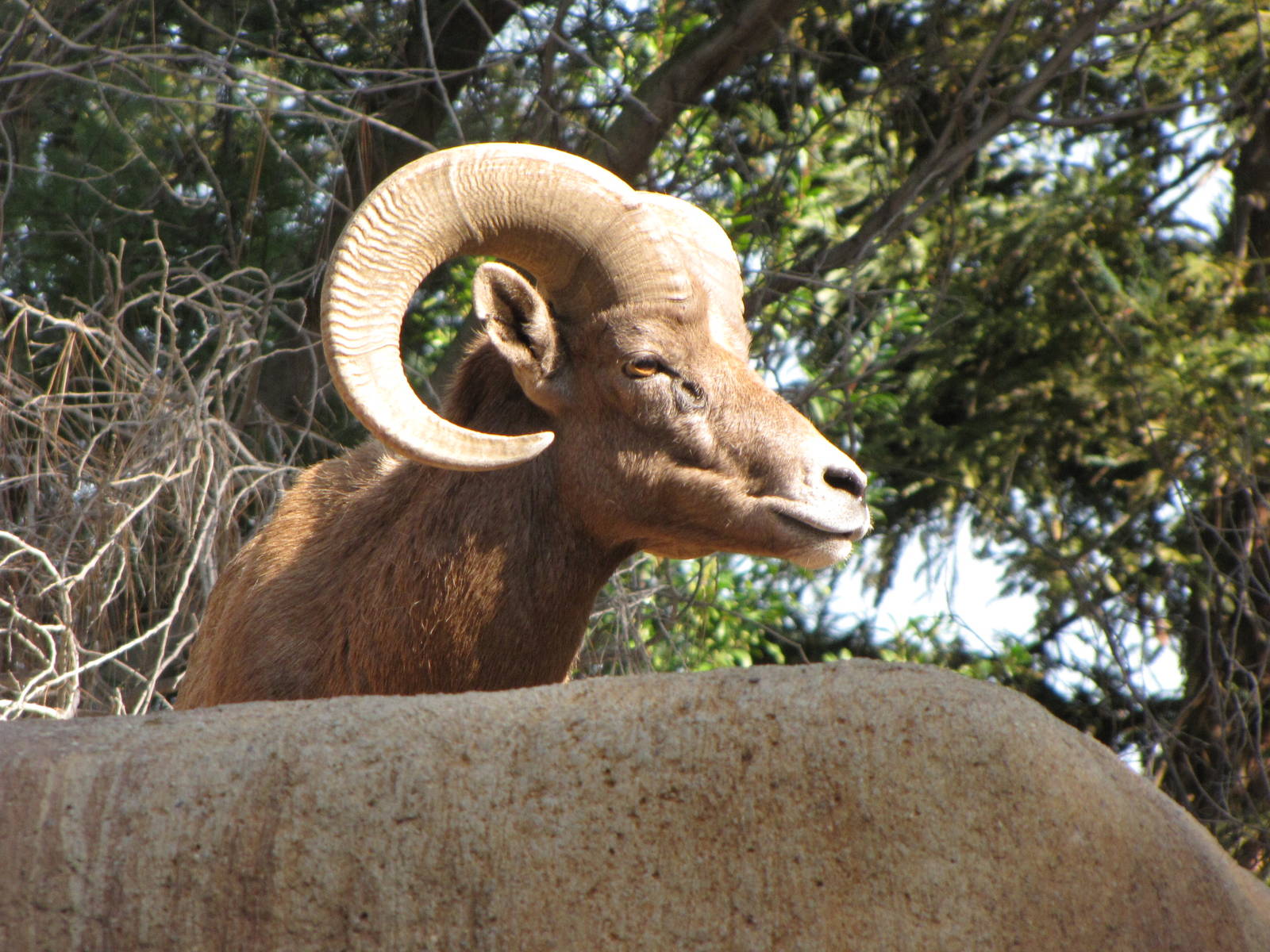 Desert Bighorn Sheep