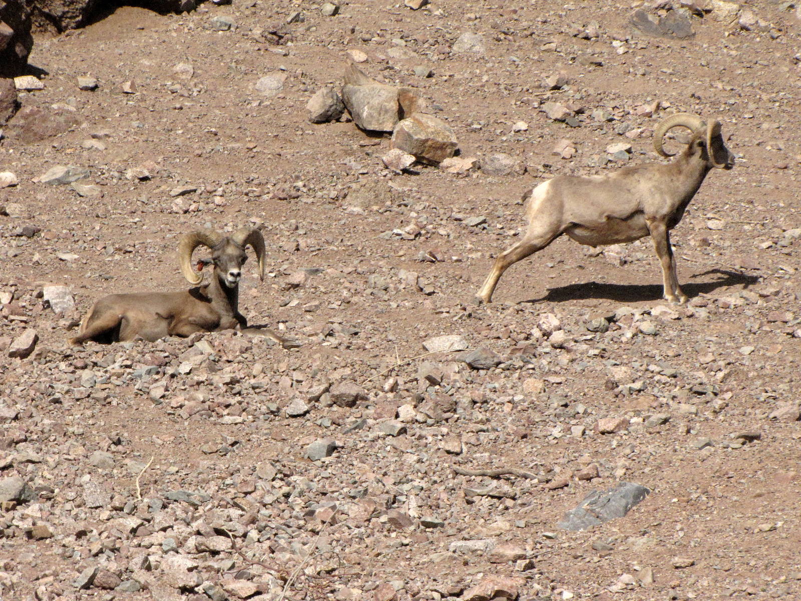 Desert Bighorn Sheep