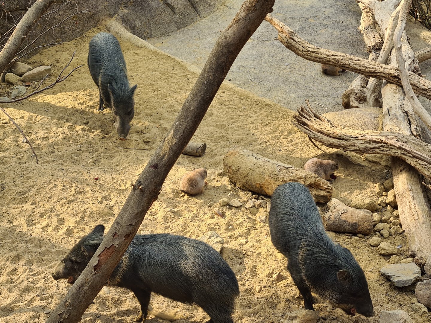 Desert - Black-tailed prairiedog and Collared peccary