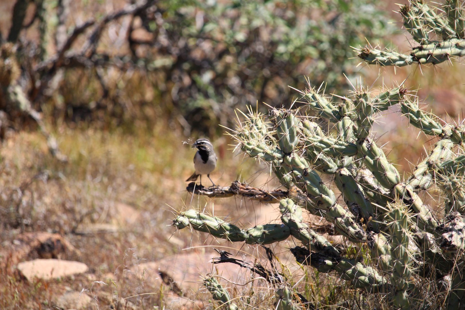Desert Black-throated Sparrow