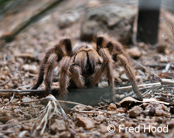 desert blonde tarantula (wild on grounds)