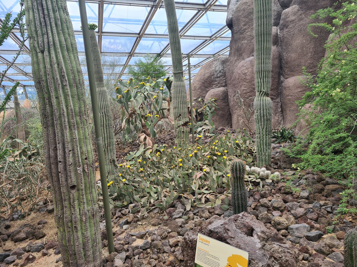 Desert - Blooming cacti