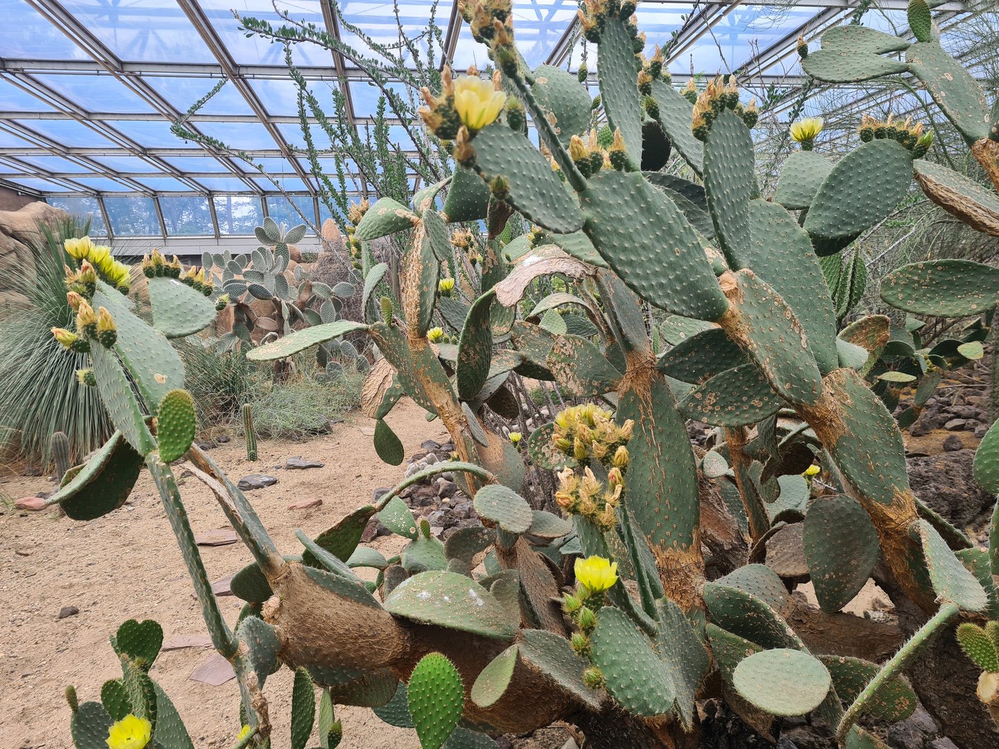 Desert - Blooming cacti