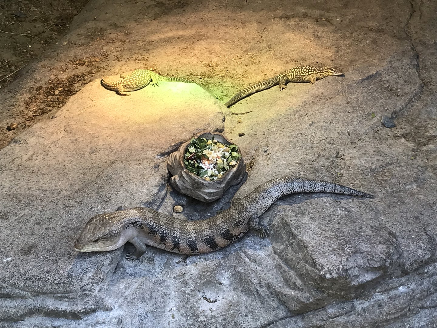 Desert: Blue-tongued Skink and Spiny-tailed Monitors