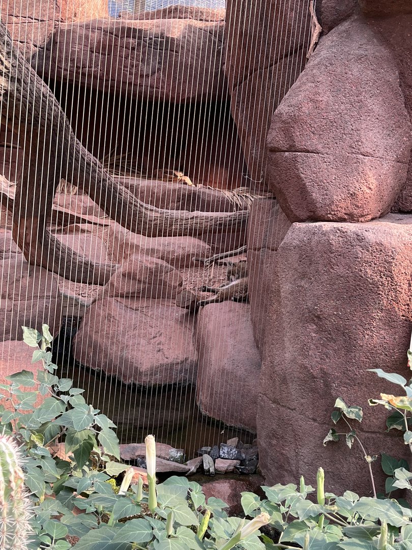 Desert- Bobcat 6.7.23