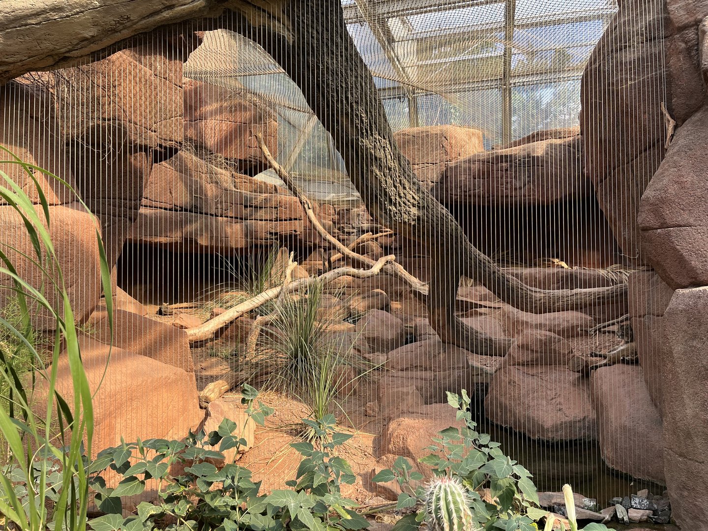 Desert- Bobcat enclosure 6.7.23