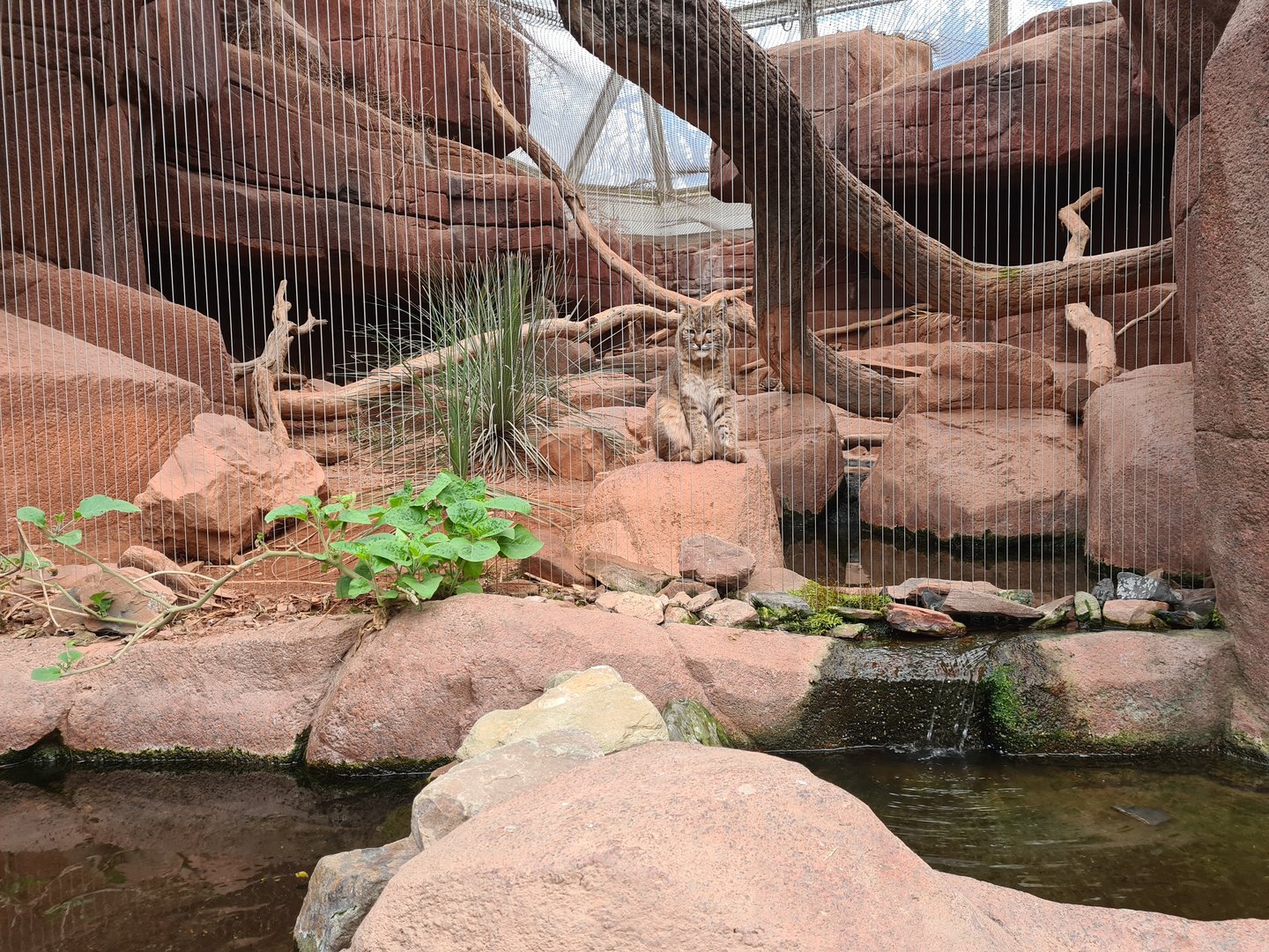 Desert - Bobcat enclosure