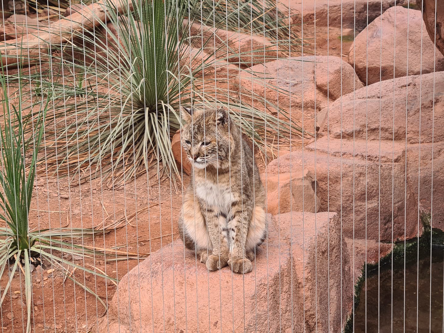Desert - Bobcat