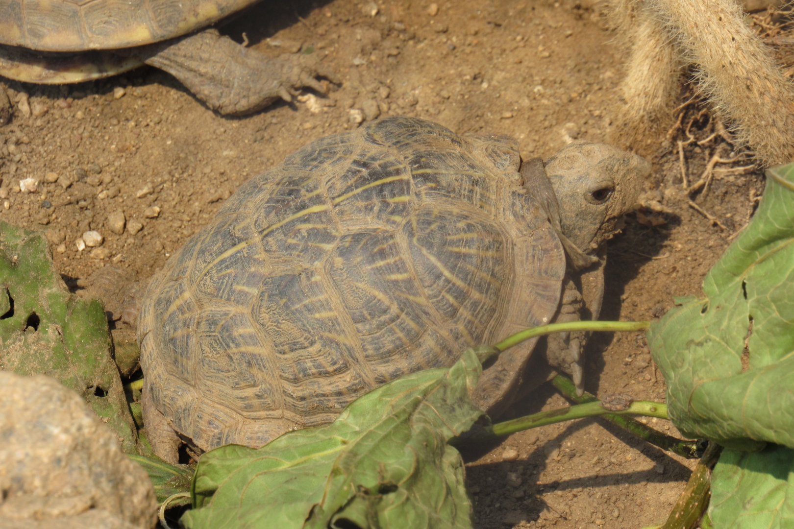 Desert Box Turtle at Omaha Zoo- Desert Dome