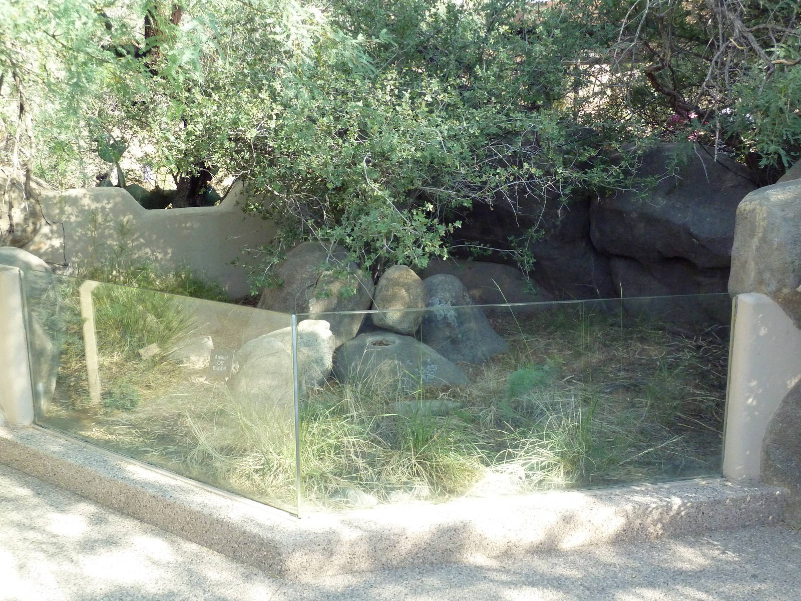 Desert Box Turtle Exhibit