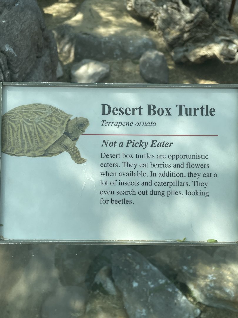 Desert Box Turtle Signage (No Show)