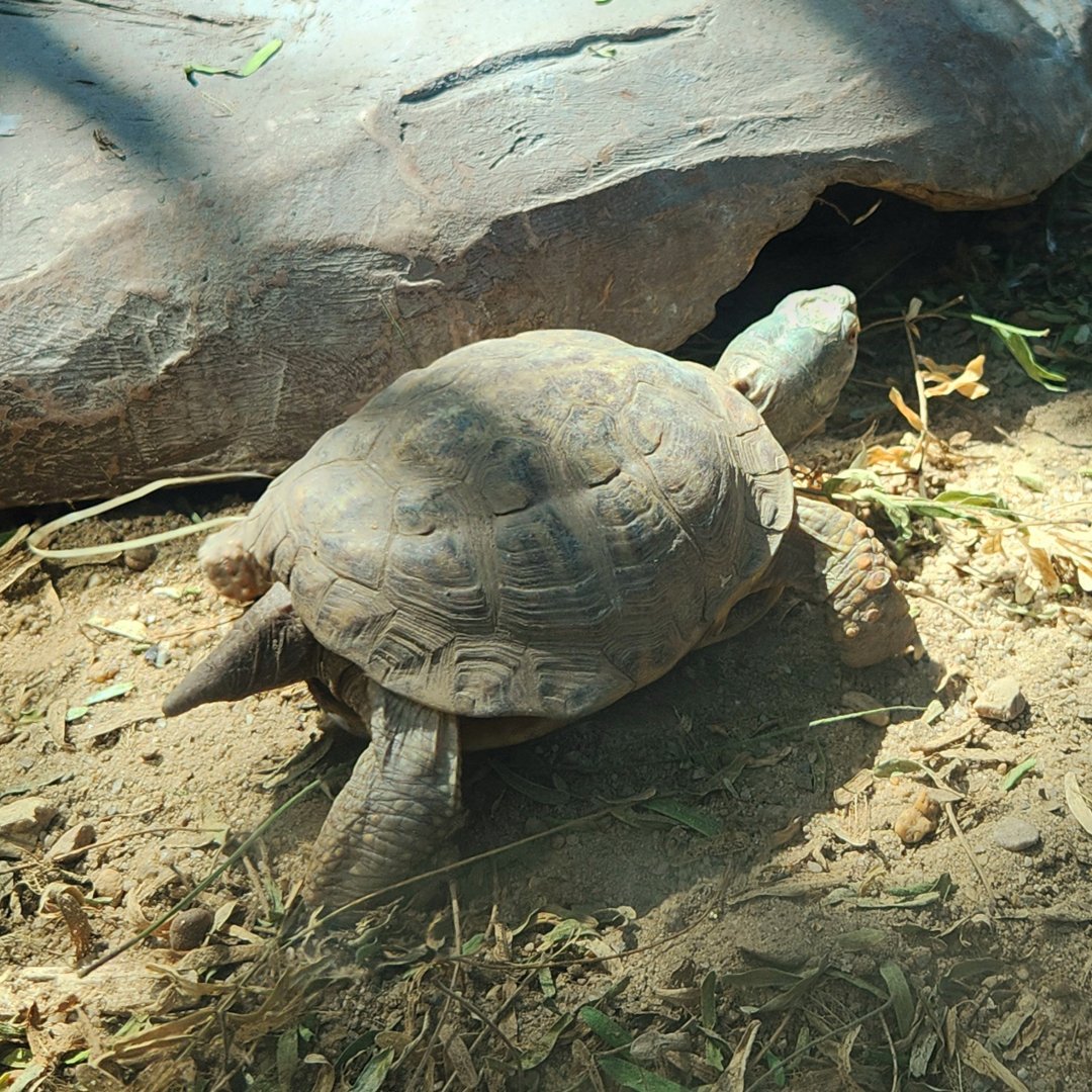 Desert Box Turtle (Terrapene ornata luteola)