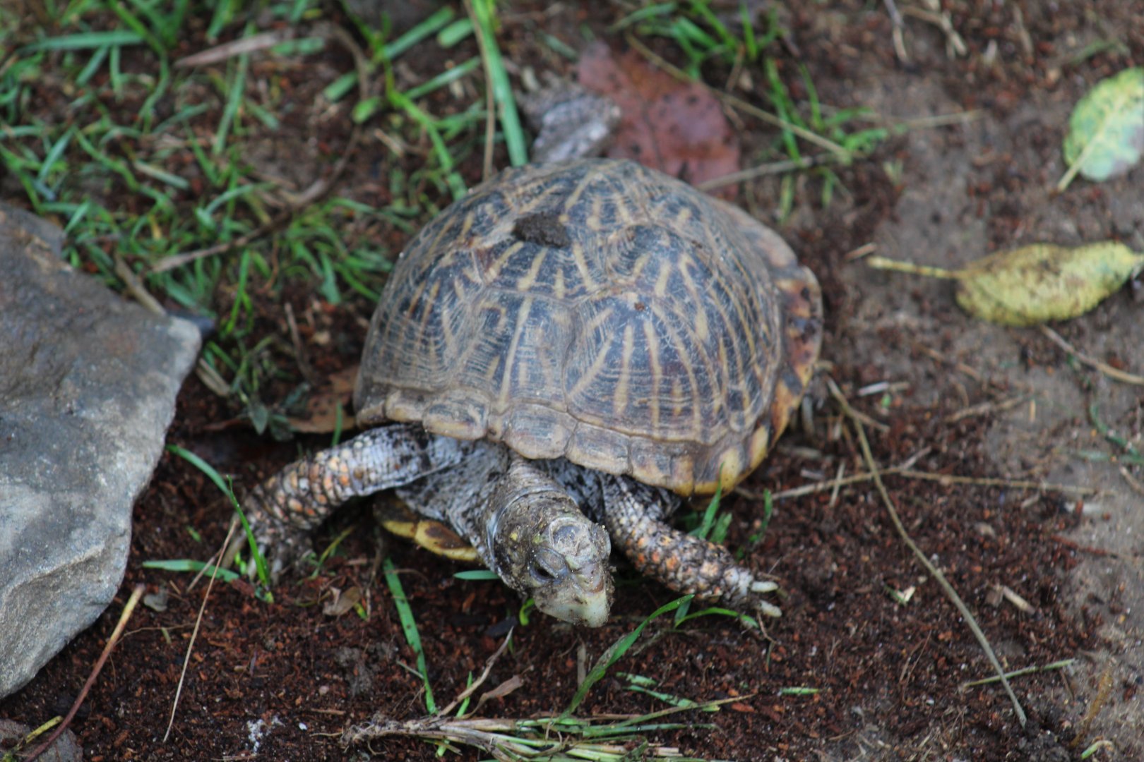 Desert Box Turtle