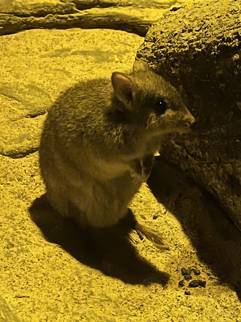 Desert: Brush-tailed Bettong