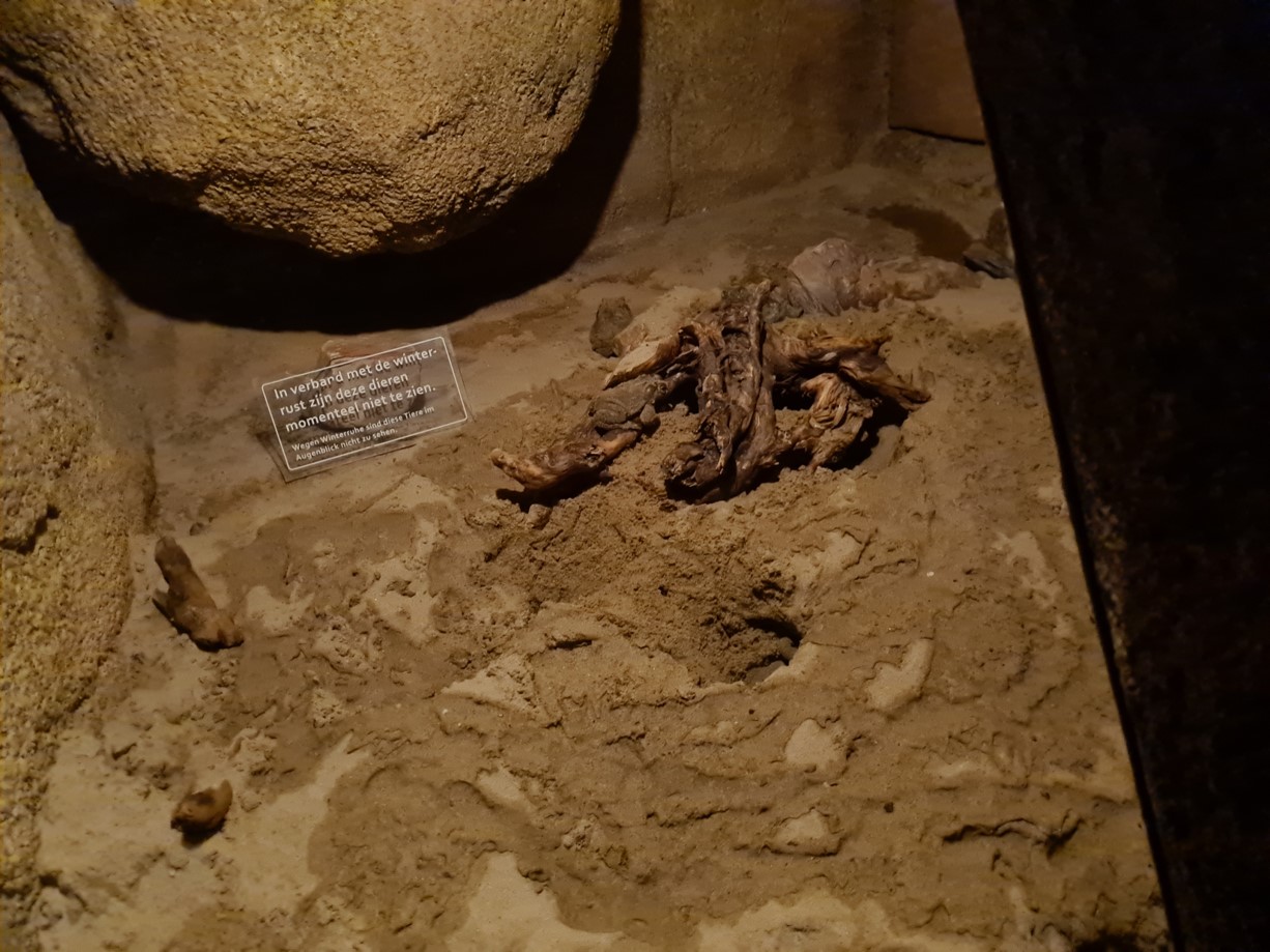 Desert/Bush tunnel - Hibernating Colorado toads