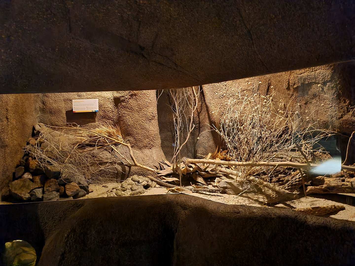 Desert - Cactus deermouse enclosure