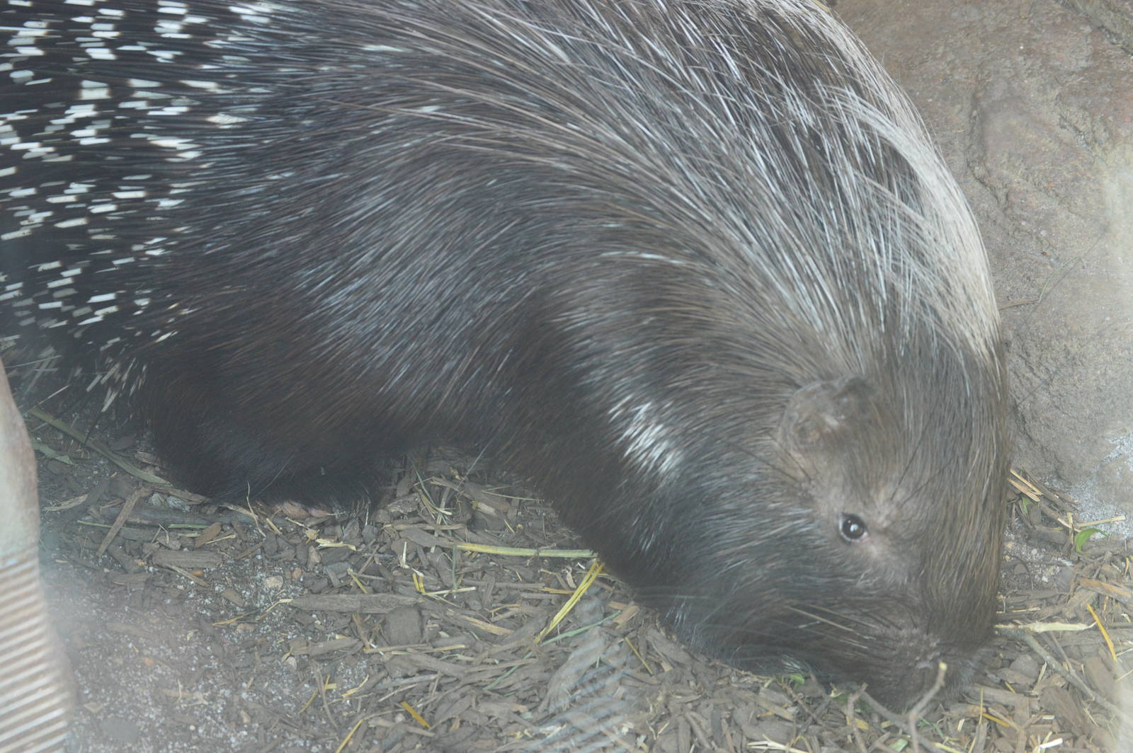 Desert - Cape Porcupine