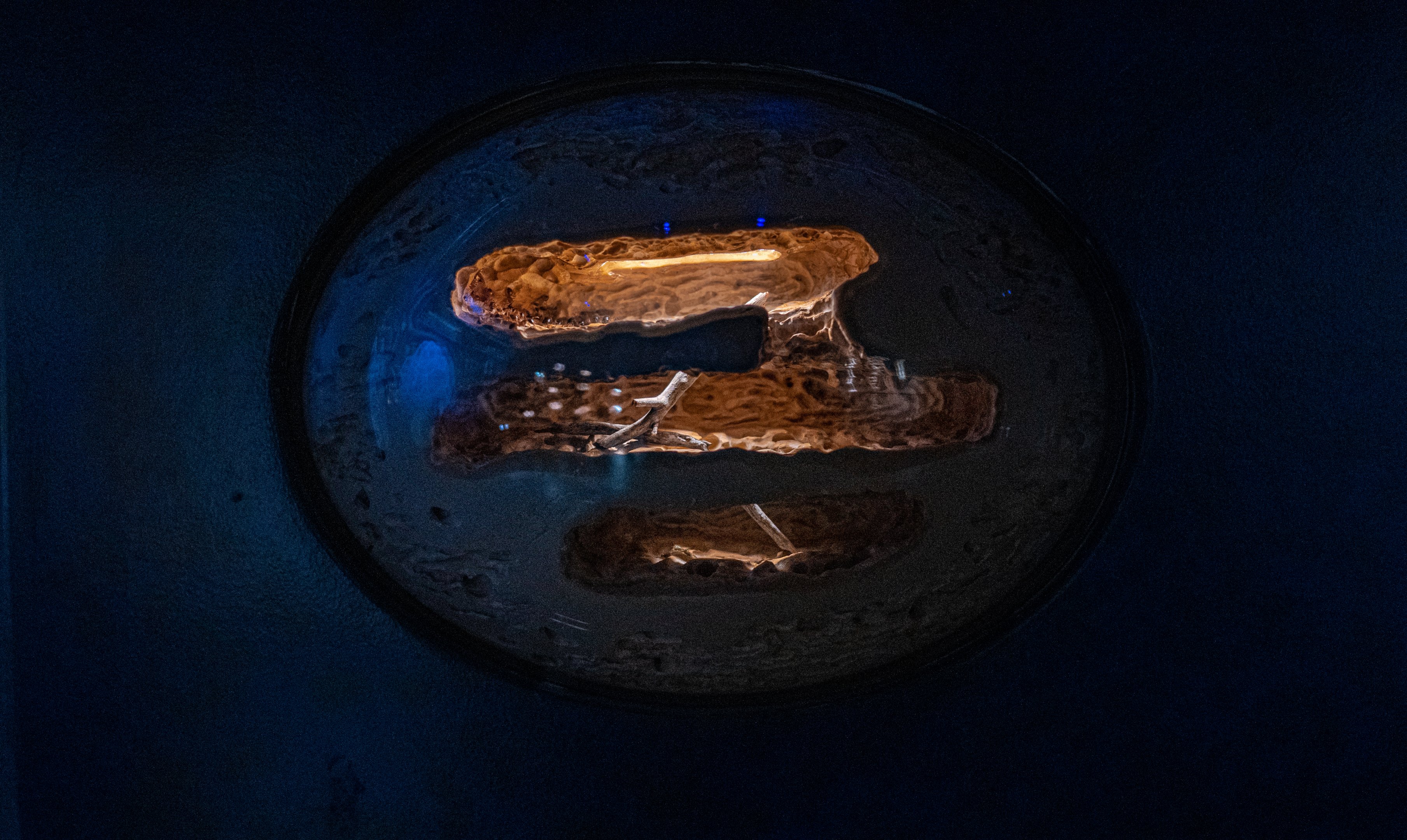 Desert Carpenter Ants Habitat