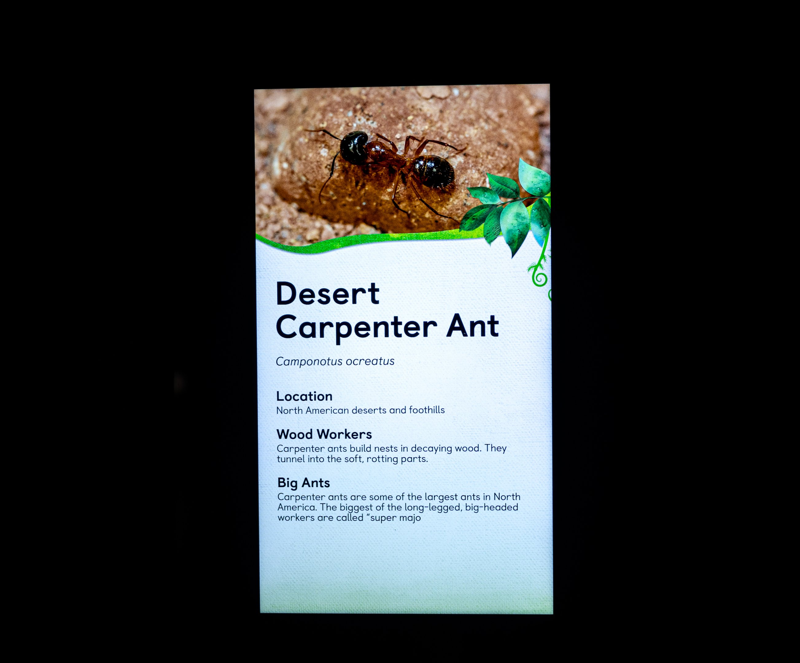 Desert Carpenter Ants signage
