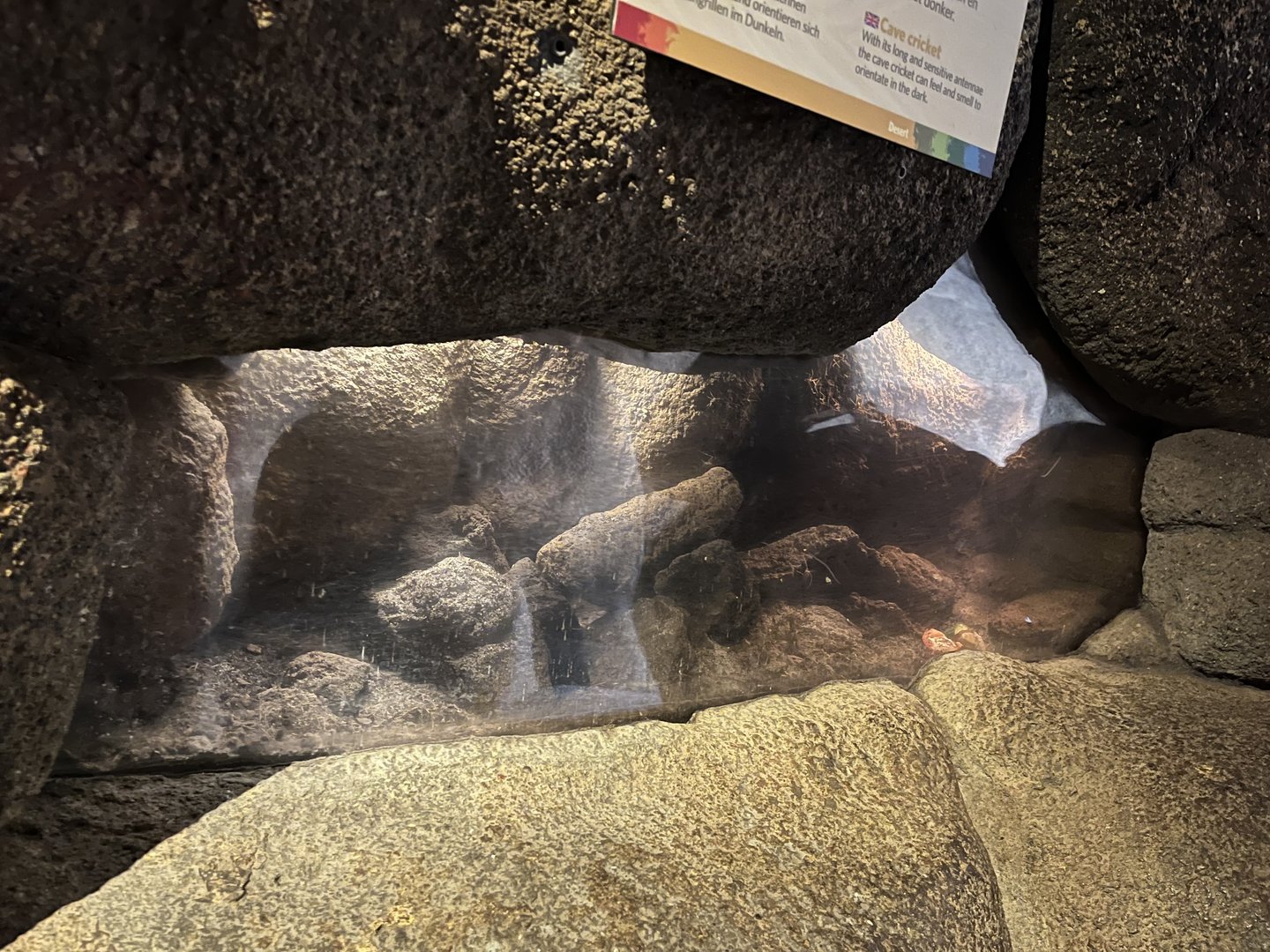 Desert- Cave cricket enclosure 6.7.23