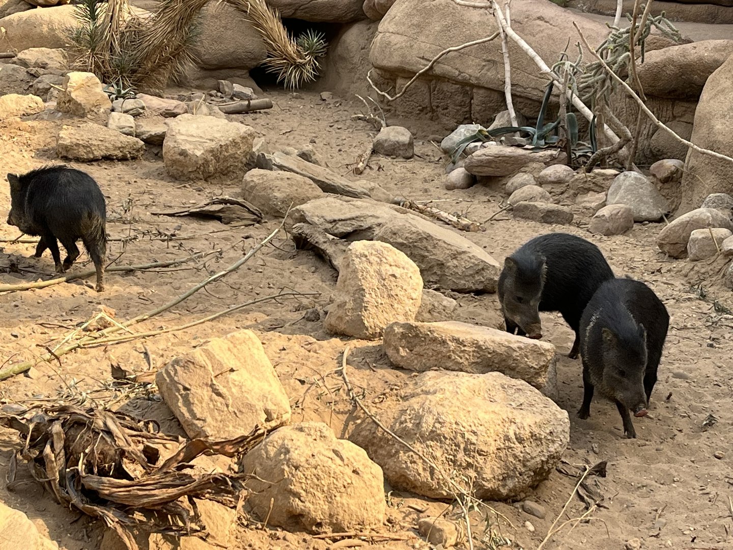 Desert- Collared peccaries 6.7.23