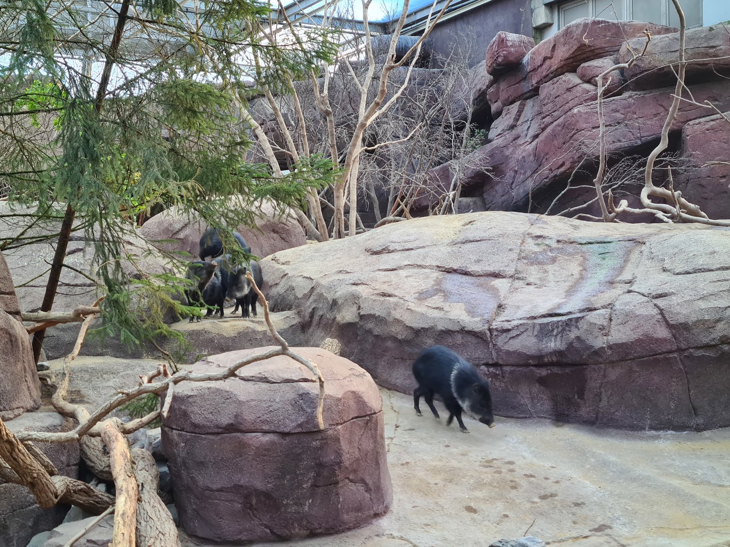 Desert - Collared peccaries
