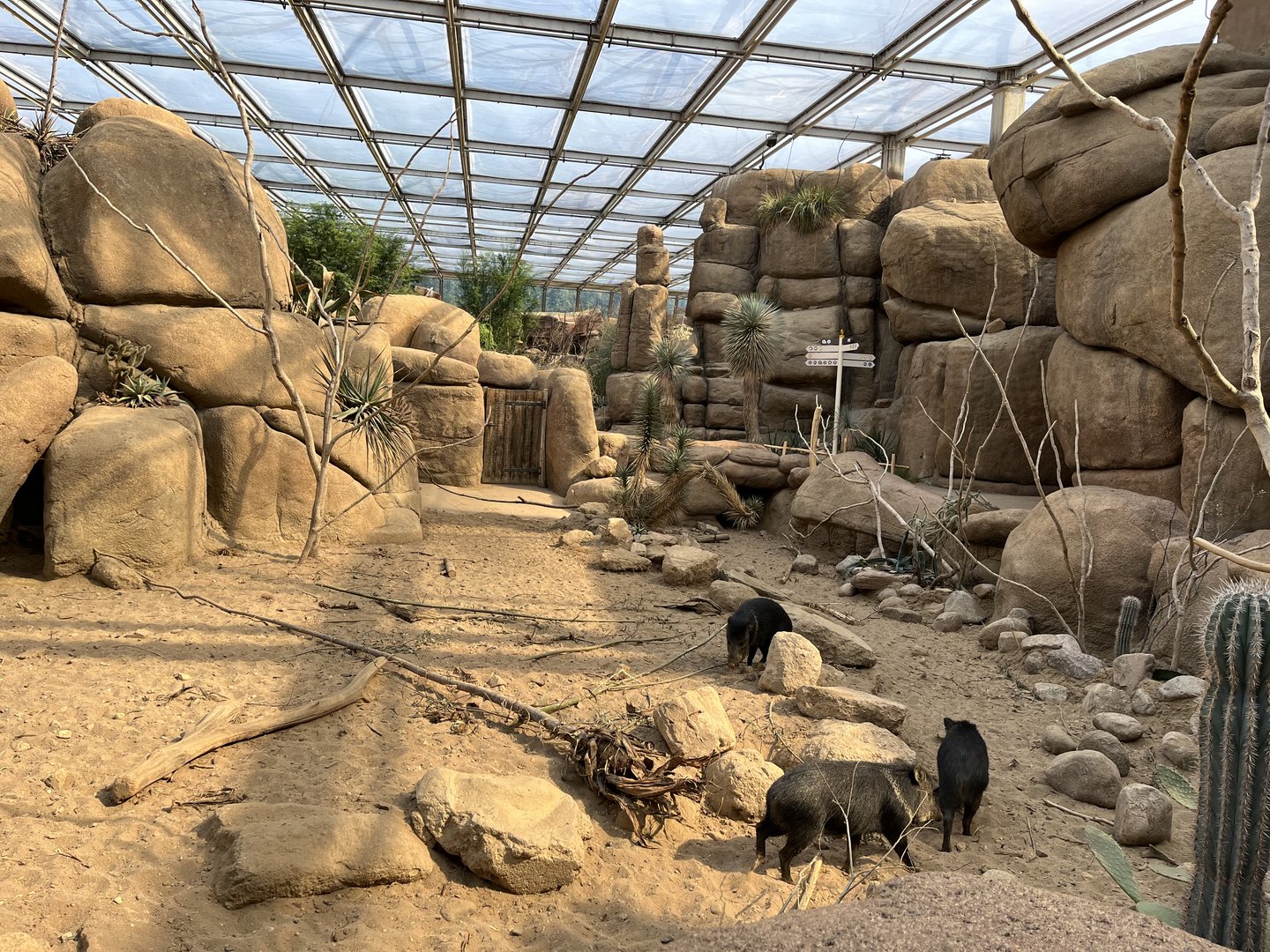Desert- Collared peccary enclosure 6.7.23