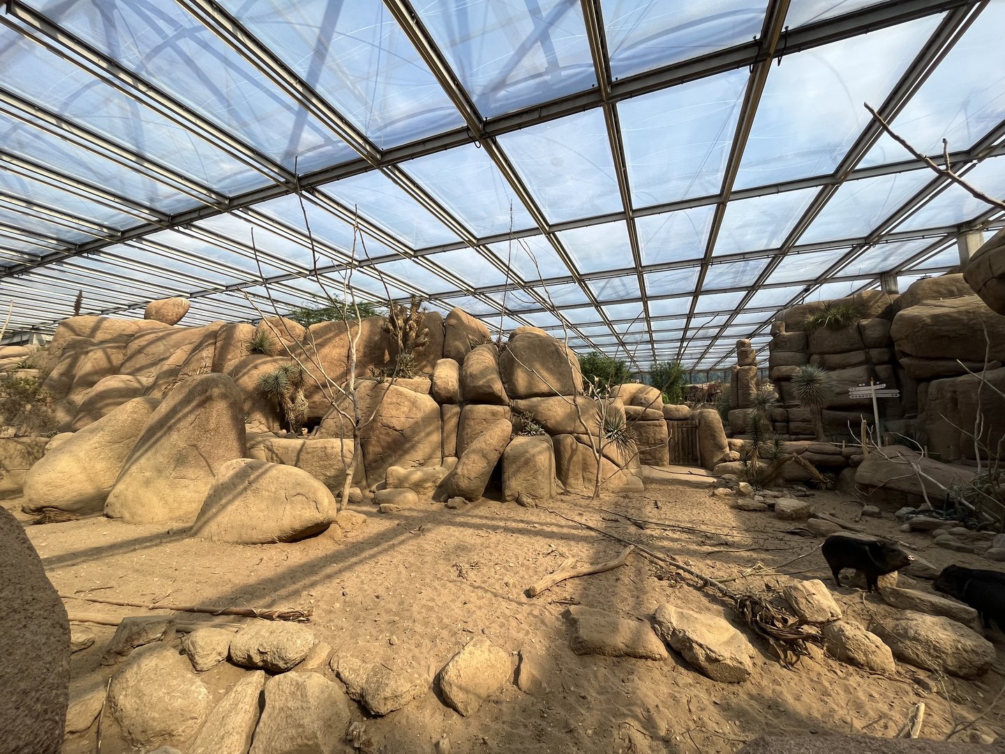 Desert- Collared peccary enclosure 6.7.23
