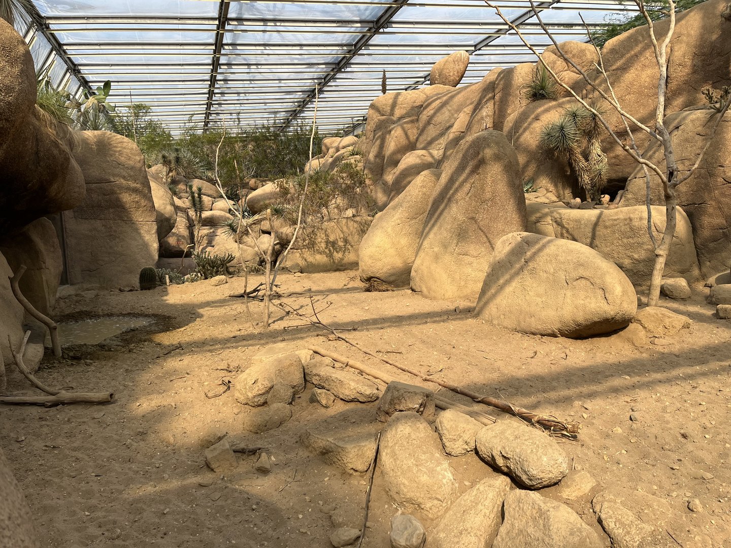 Desert- Collared peccary enclosure 6.7.23