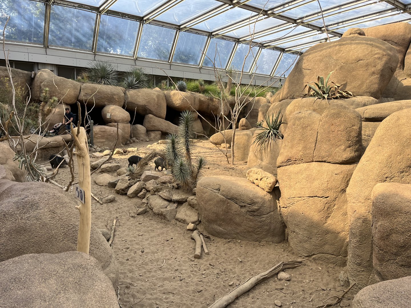Desert- Collared peccary enclosure 6.7.23