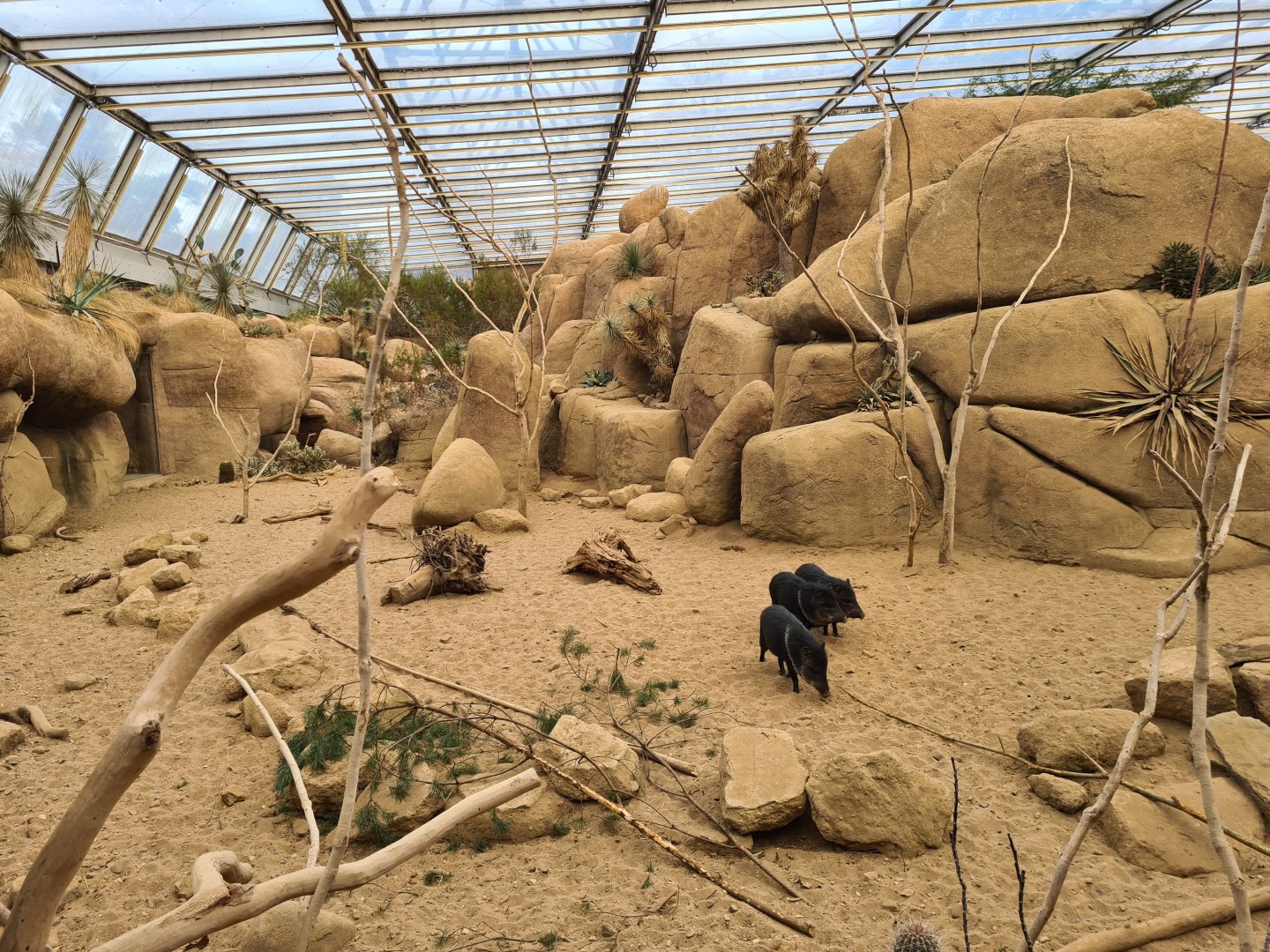 Desert - Collared peccary enclosure