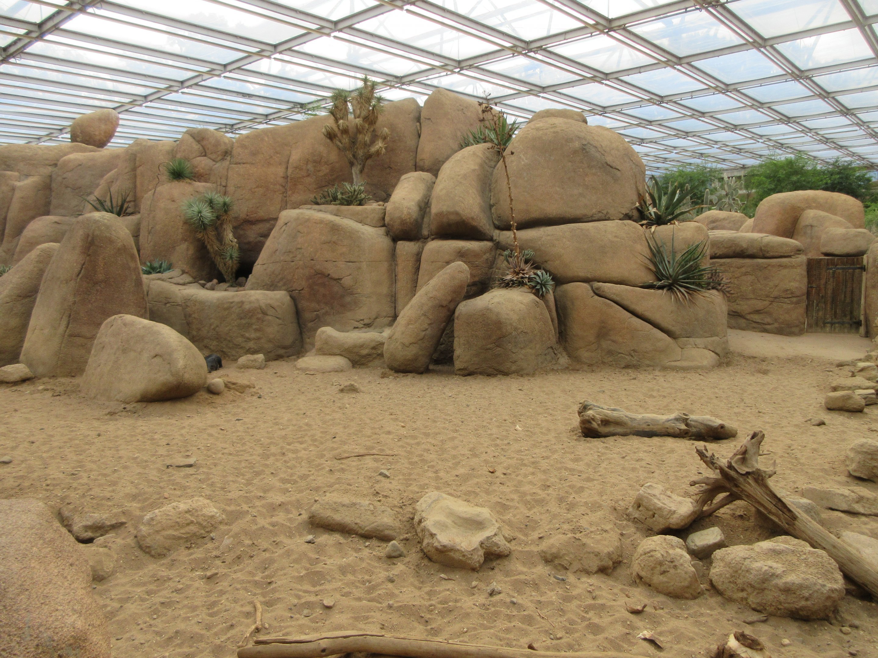 Desert - Collared Peccary Exhibit