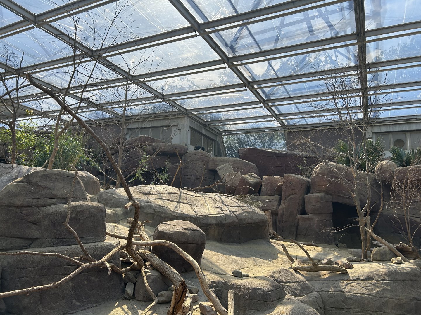 Desert - Collared Peccary/Prarie Dog Exhibit