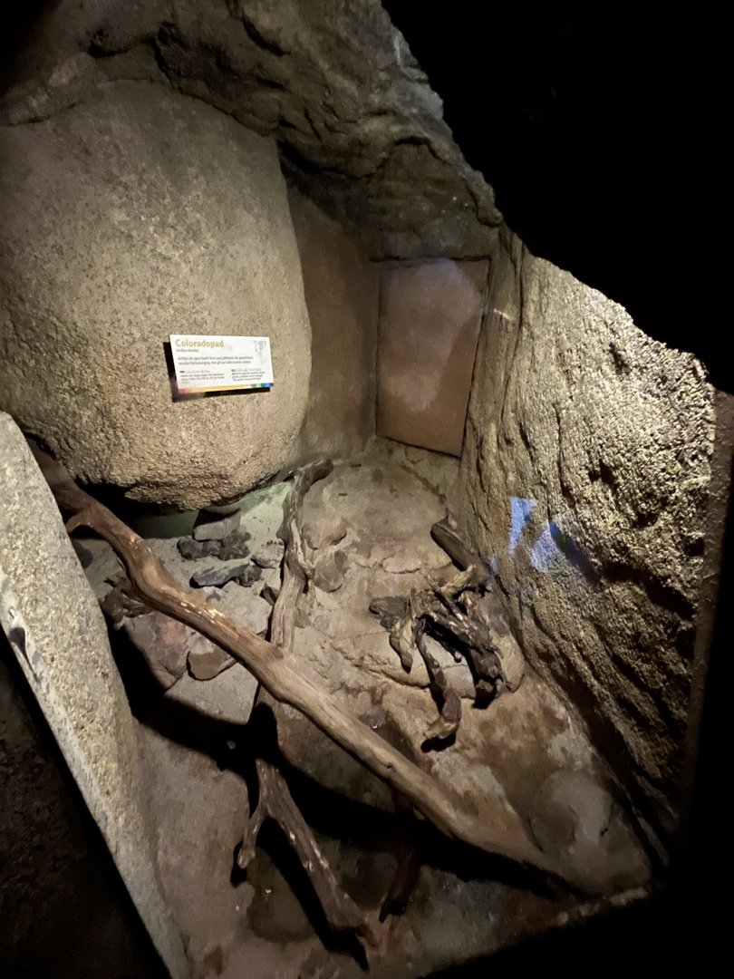 Desert- Colorado river toad enclosure 6.7.23