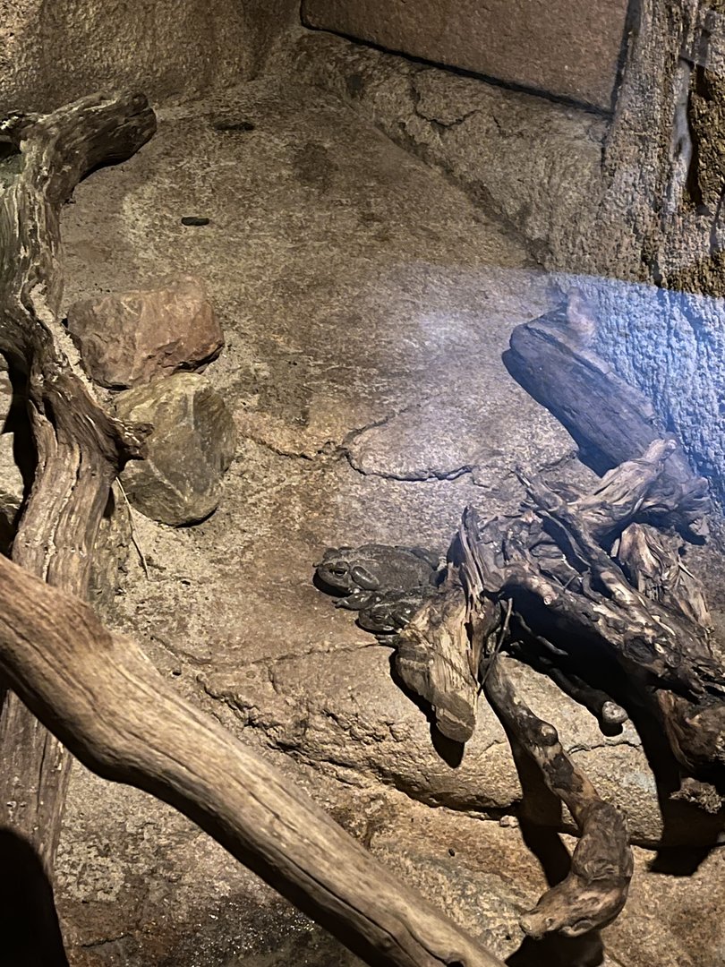 Desert- Colorado river toads 6.7.23