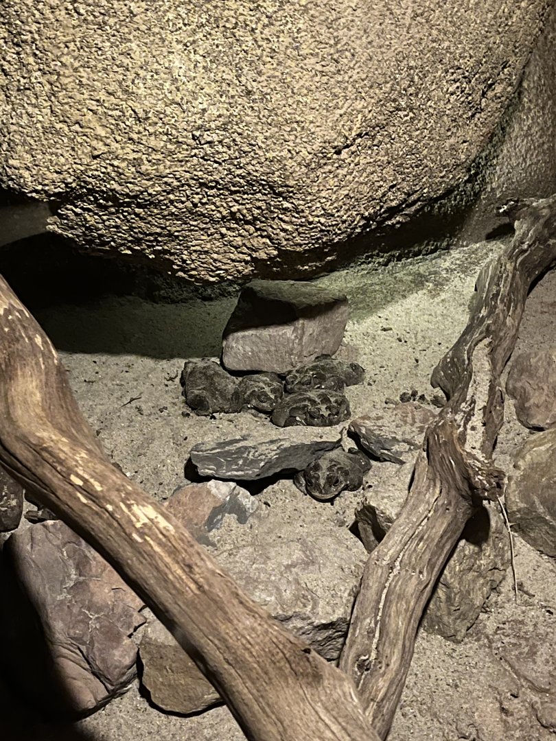 Desert- Colorado river toads 6.7.23