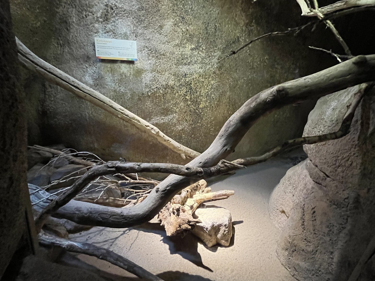 Desert- Cotton rat enclosure 6.7.23