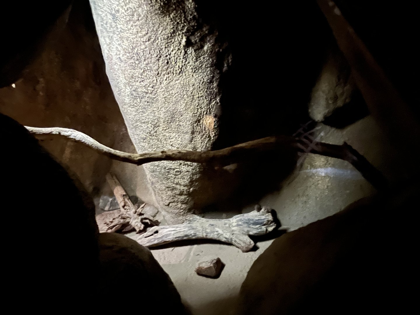 Desert- Cotton rat enclosure 6.7.23