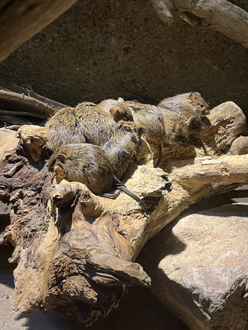 Desert- Cotton rats 6.7.23